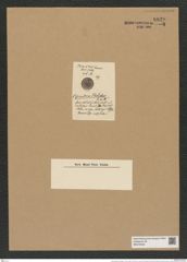 Coscinodiscus trochischos Truan et Witt. (de-Toni-Nr.: Genus 202, Species 5072) Zeichnungen Sammlung Grunow Nr. 8820 (NHMW-BOT-W0378435)